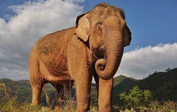 Boonma in the field at Elephant Nature Park 