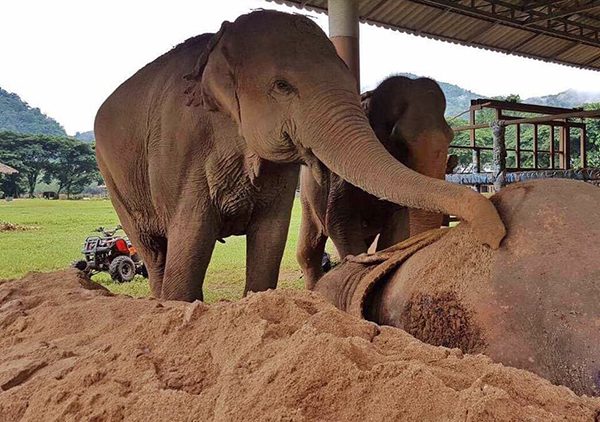 Bualoi is grieving and keep touching Boonma's body 