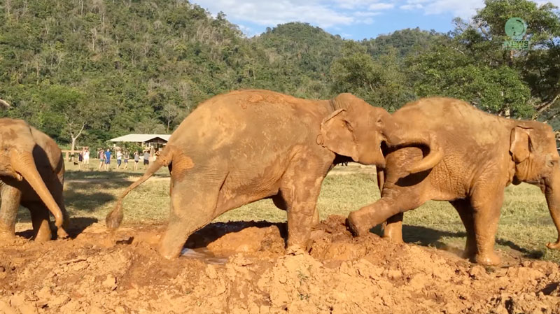 Kabu is very protective of her mud pit at Elephant Nature Park