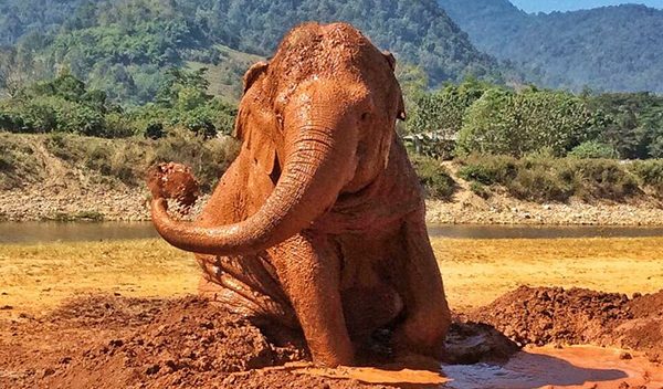 Jokia enjoys a glorious mud bath in a hot afternoon