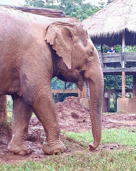 Sook Jai is happy after her mud bath