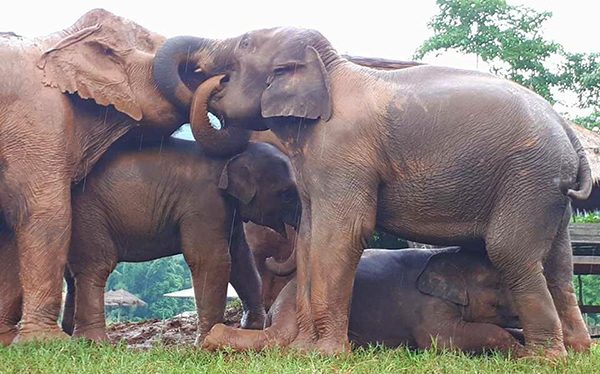 Sook Jai playing with Jenny while Dok Gaew standing behind Thong Ei who is lying under Jenny