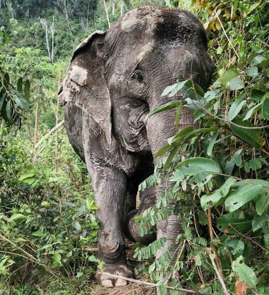 Mae Kham Pok hiding herself in a green bush, it is simply pleasure.