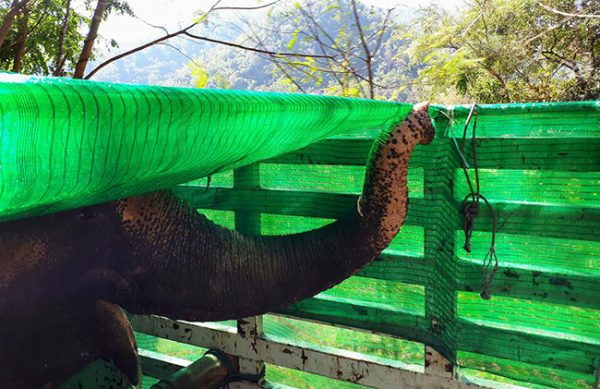 Bua Keaw using her trunk breathing fresh air while she was on the truck.