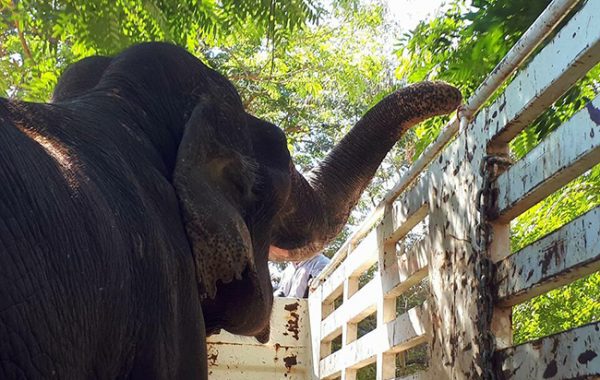 Bua Keaw almost arrive Elephant Nature Park.