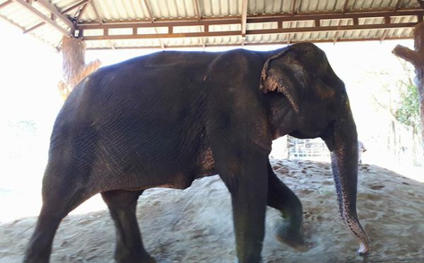 Bua Keaw arrive the park and get into her shelter.