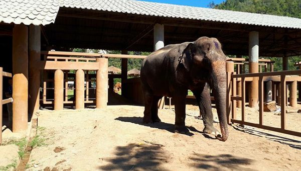 Bua Keaw walk around her shelter to explore the new environment.