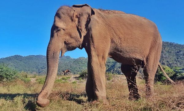 We were surprised to see Dalah walk quite far from her night shelter.