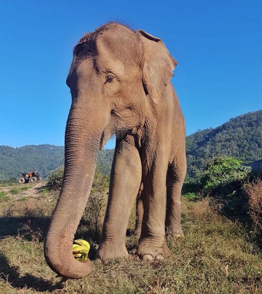 Dalah having banana during the morning walk