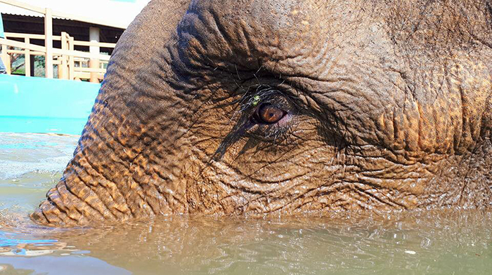 Dalah’s first time adventure in the new pool