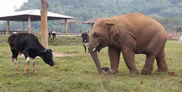 Navann is the happiest baby elephant.