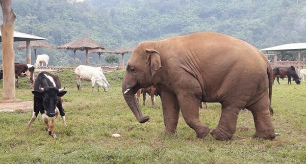 Looks like Navann want to play with his smaller friend.