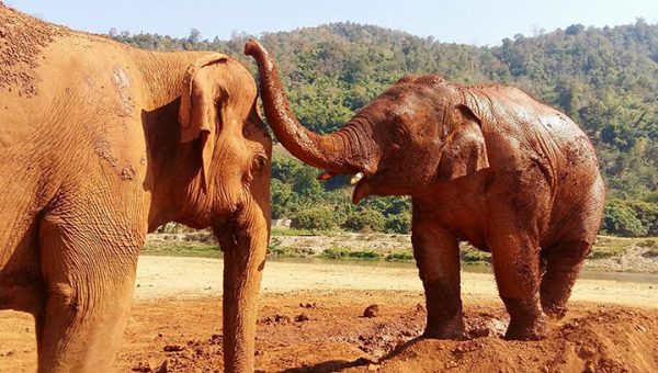 Meet the Elephants - Elephant Life Stories at Elephant Nature Park