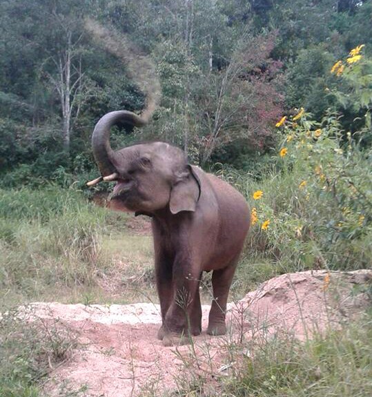 Zuki trunk up with his happiness, last photo took on December 2017