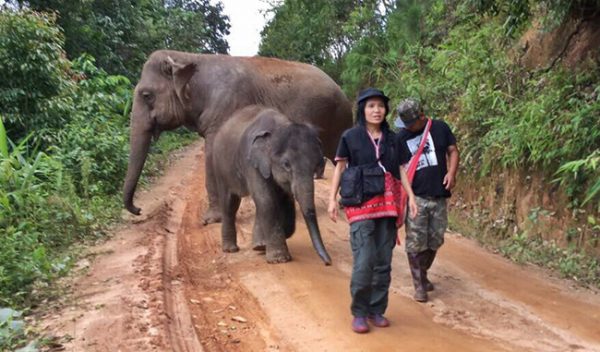 Lek walked Zuki and his mother to live free at Journey to Freedom project on July 2016.