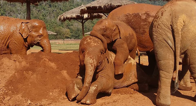 Adorable baby elephants find their own way to celebrate the joyfulness.