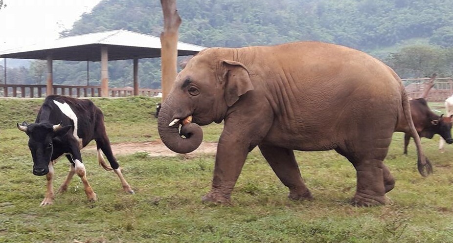 Navann wants to play with his little friend.