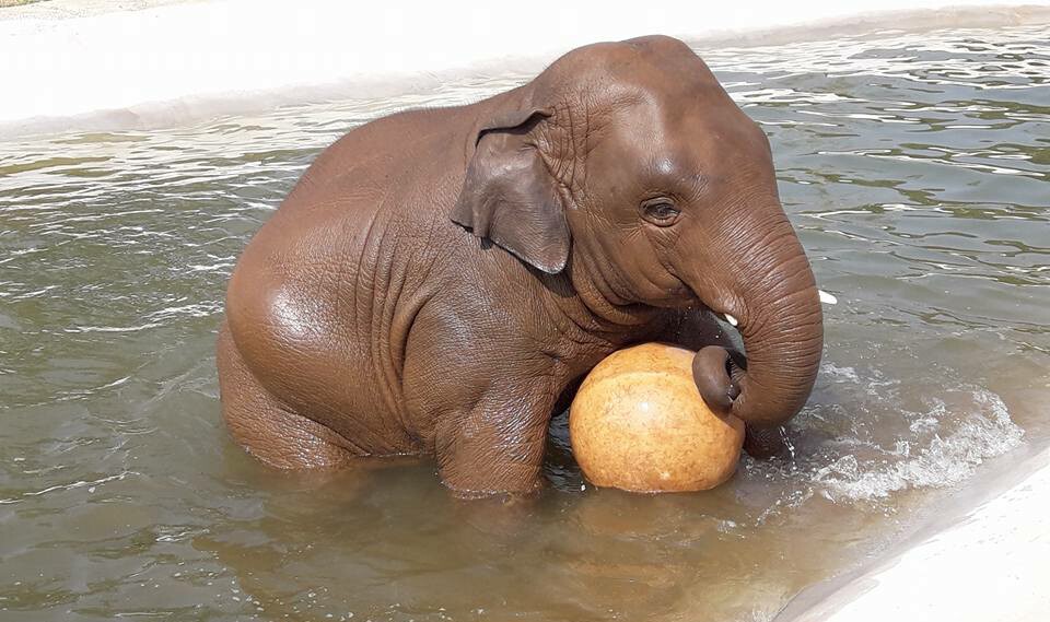 Navann and his favorite ball.