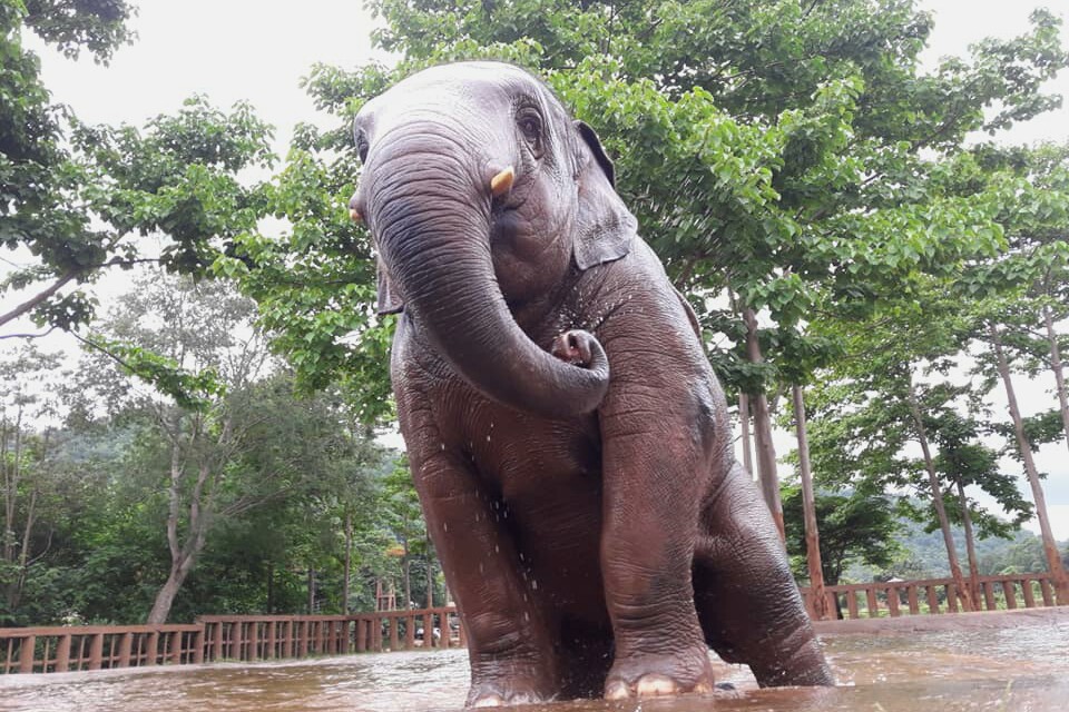 Navann is growing to be a marvelous young bull.