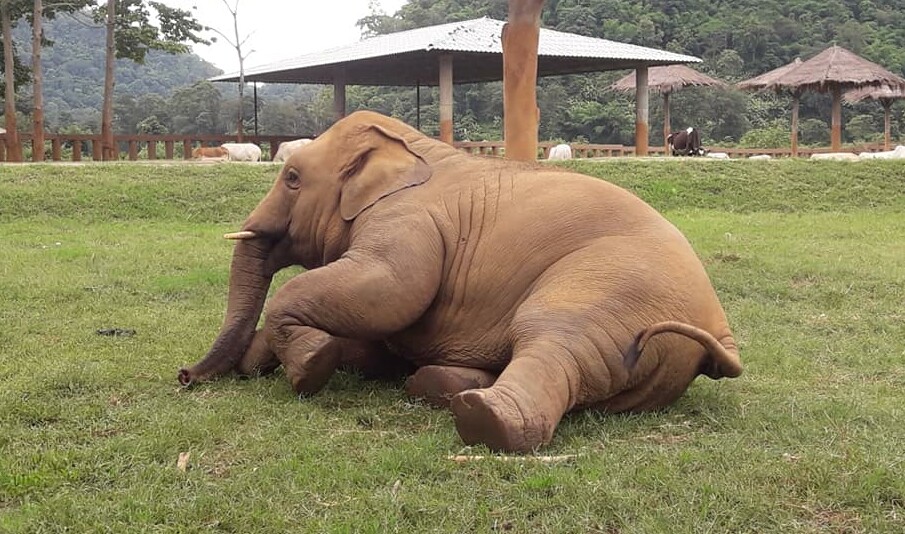 Navann playing on the ground.