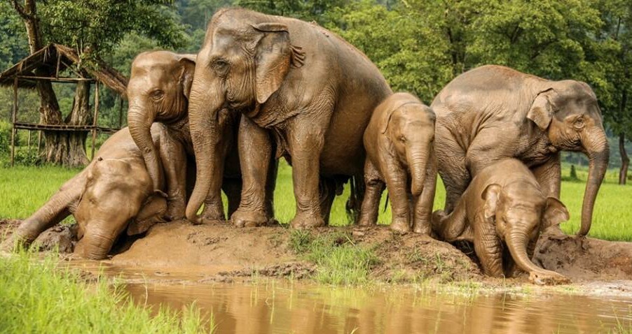 Elephants are well-known for their intelligence, close family ties and social complexity.