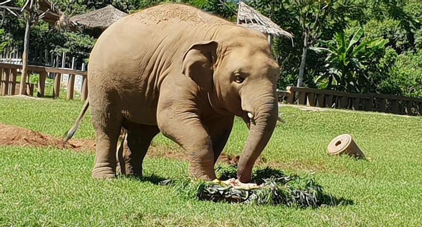 Navann does not hesitate to taste his birthday cake.