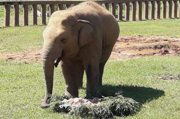 Navann is very happy with his birthday cake.
