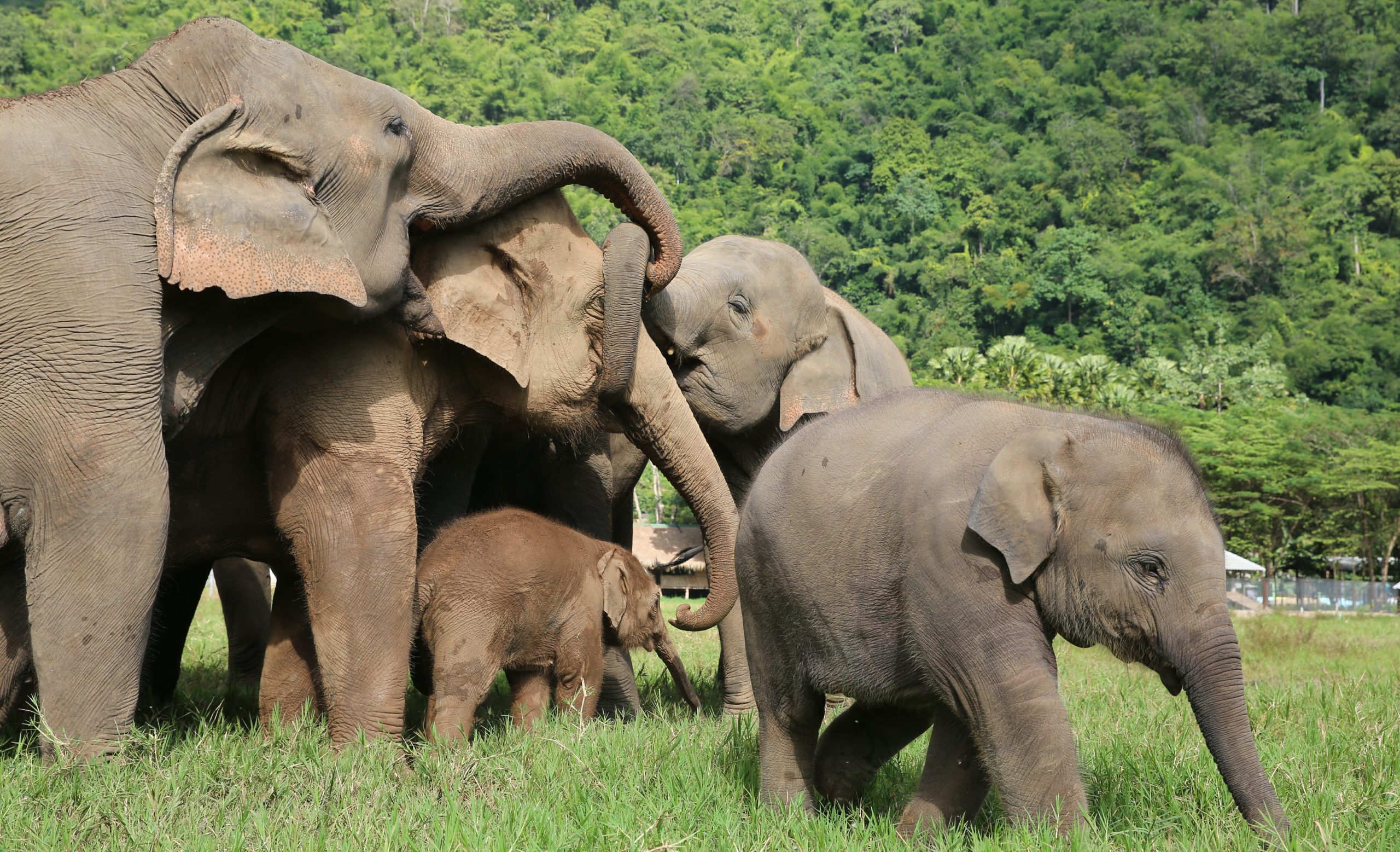 The happy herd living together, sharing warm love and good care.