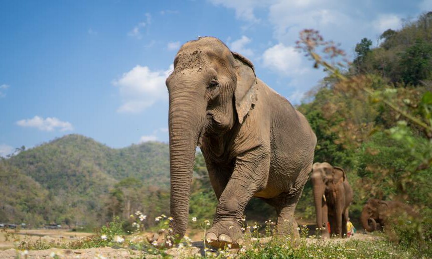 Care For Elephants – Single Day Visit