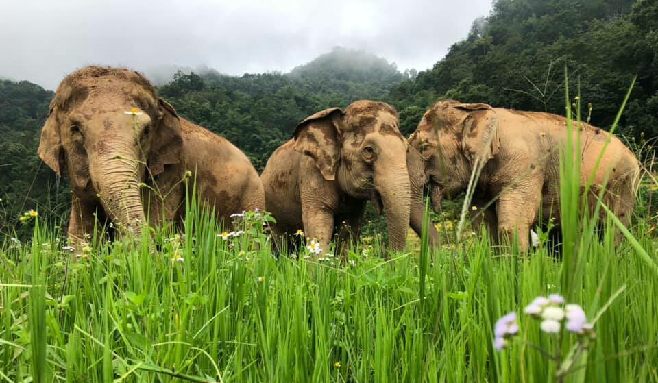 Elephant Highlands – Heaven on Earth for Elephants.