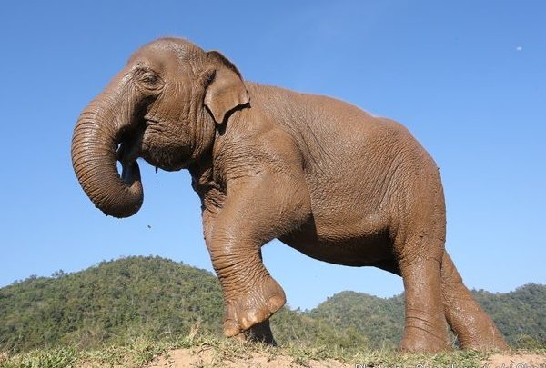 welcome to elephant nature
