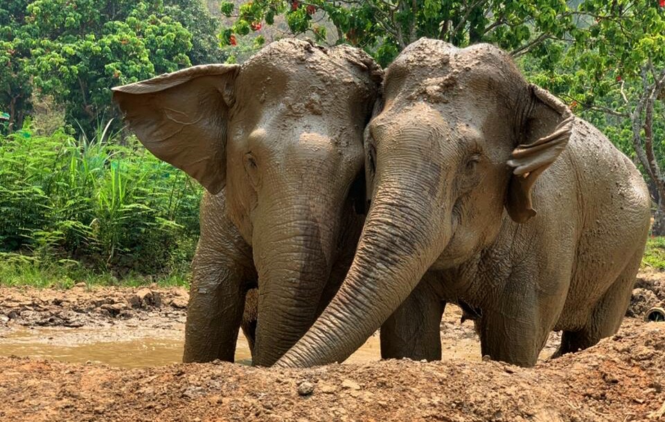 Elephant Green Hill project –  a home for rescued elephants.