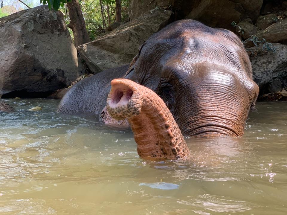 Experience wonderful day with elephants at Sunshine for Elephants – Single Day