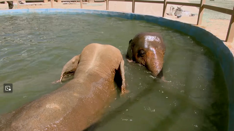 Kabu has fun with her new friend baby elephant a Chana at Elephant Nature Park