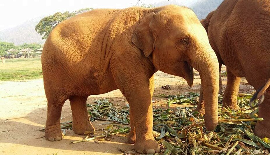 Happy Birthday our “Queen of the flowers” – Our sweet girl DokMai was born in April 6, 2013.