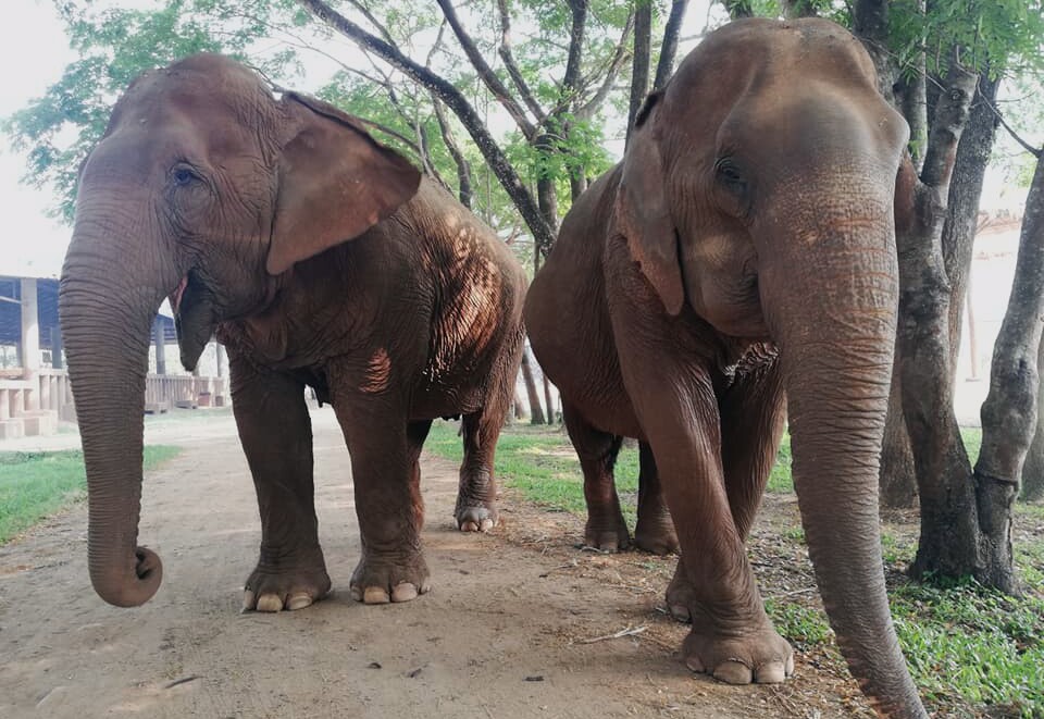 Kanjana and Fah Mui the two rescued elephants form their beautiful relationship