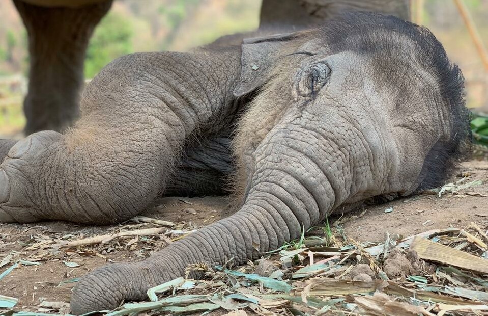 Warmest congratulations on the birth of a beautiful baby elephant at Karen Elephant Serenity project