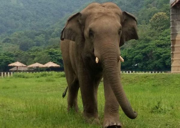 Chang Yim is a healthy and happy elephant.