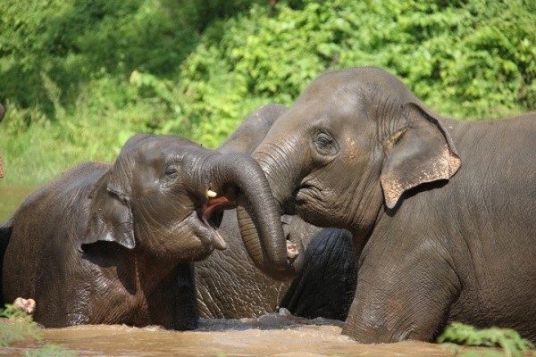 Chang Yim played with his herd in the river.