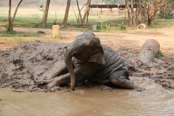 Chaing Yim enjoyed mud bathe.