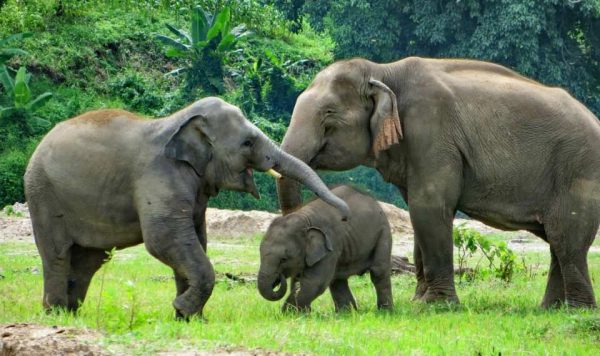 Chang Yim played with Navann and watched over by Dao Thong.