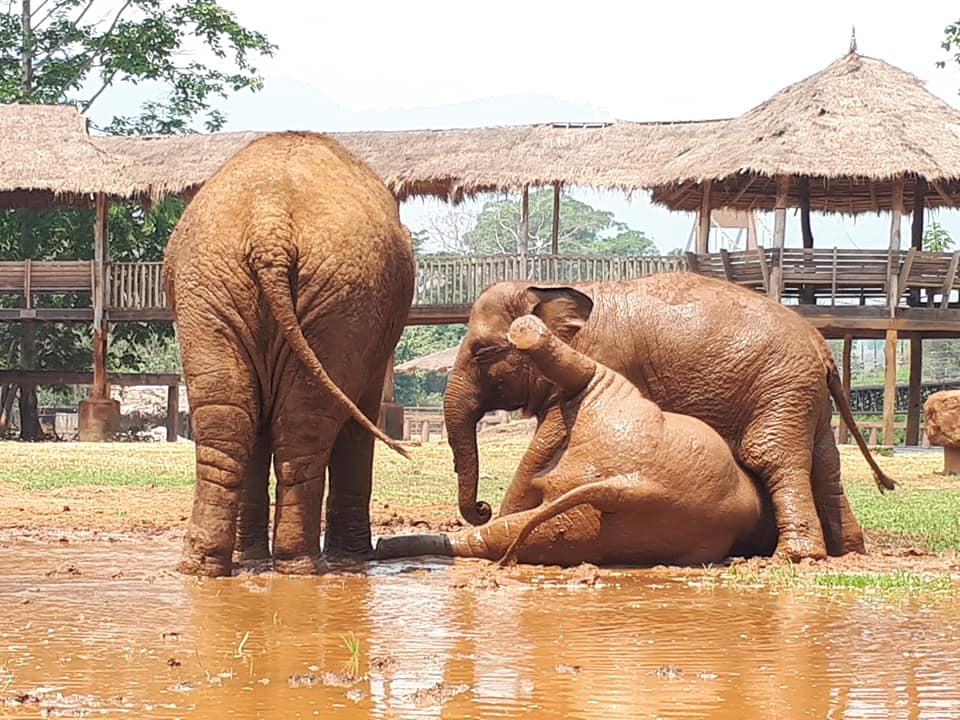 Baby ThongAe and DokMai running and playing cheerfully.