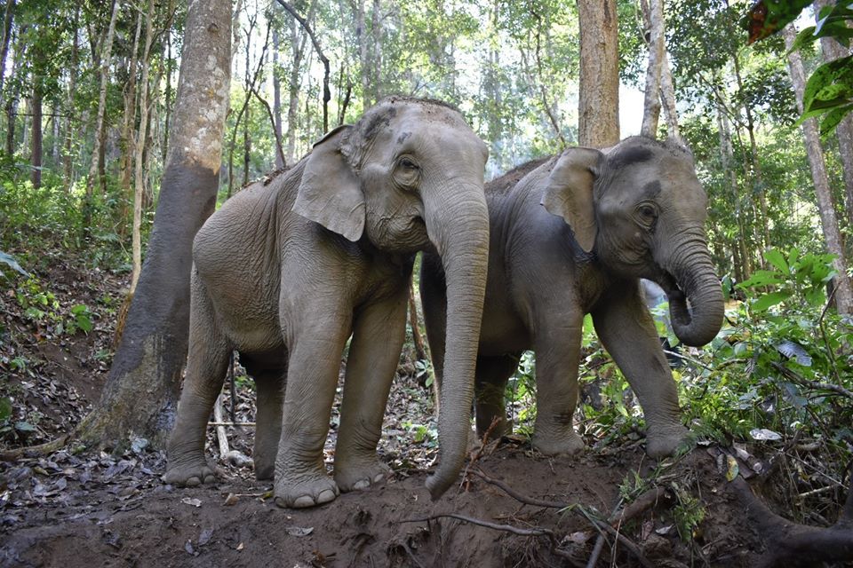 How we can help the elephants at Journey to Freedom project