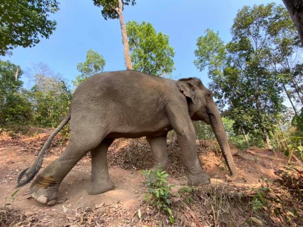 Interesting and fascinating facts about elephants' feet and legs. - Elephant Nature Park Interesting and fascinating facts about elephants' feet and legs. - Elephant Nature Park
