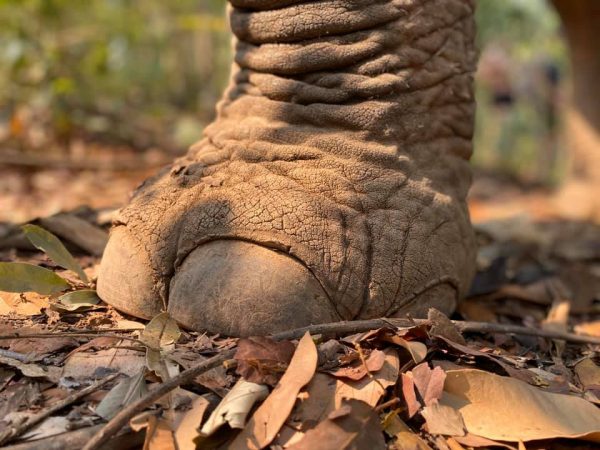 Interesting and fascinating facts about elephants' feet and legs. - Elephant Nature Park Interesting and fascinating facts about elephants' feet and legs. - Elephant Nature Park