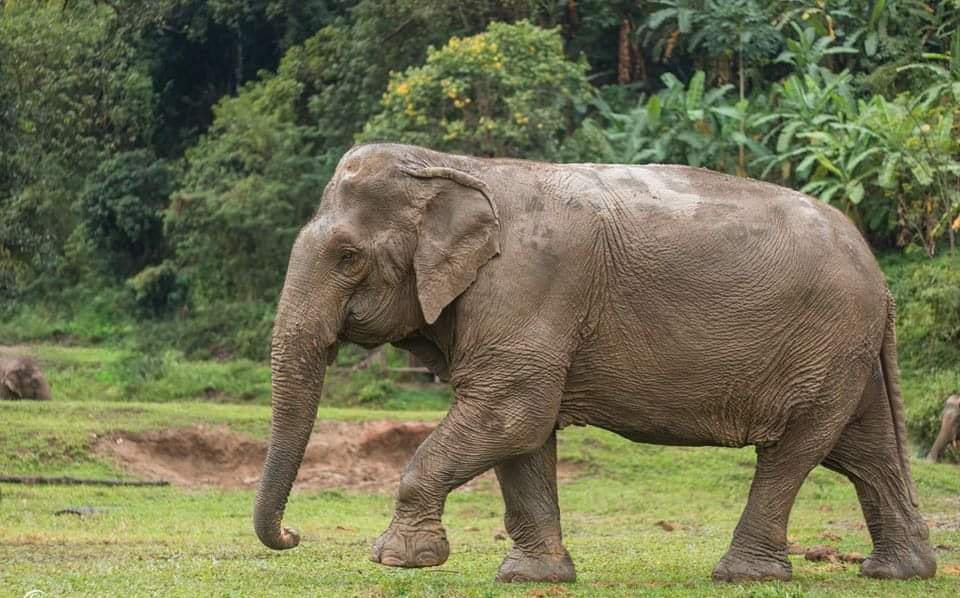 Interesting and fascinating facts about elephants' feet and legs. -  Elephant Nature Park