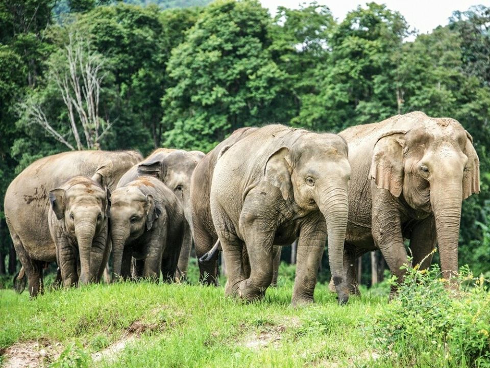 Welcome to Elephant Nature - Elephant Nature Park