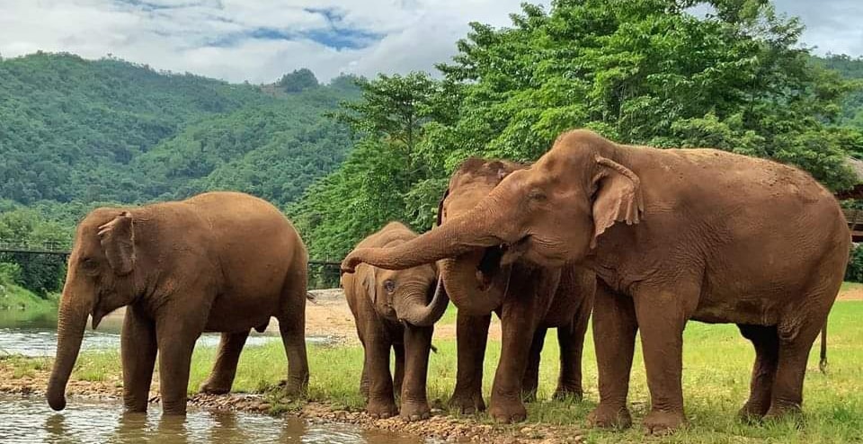 Antipoison erotisk åbenbaring Visit & Volunteer - Elephant Nature Park Booking System