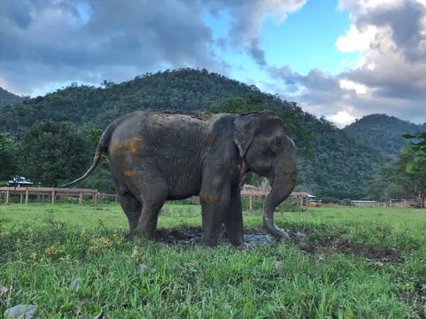 Meet the Elephants - Elephant Life Stories at Elephant Nature Park