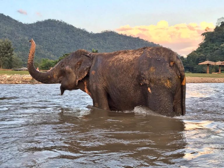 Picture of elephant